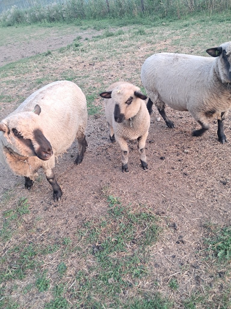 Hampshire down schapen, Vrouwelijk, Schaap, 3 tot 5 jaar