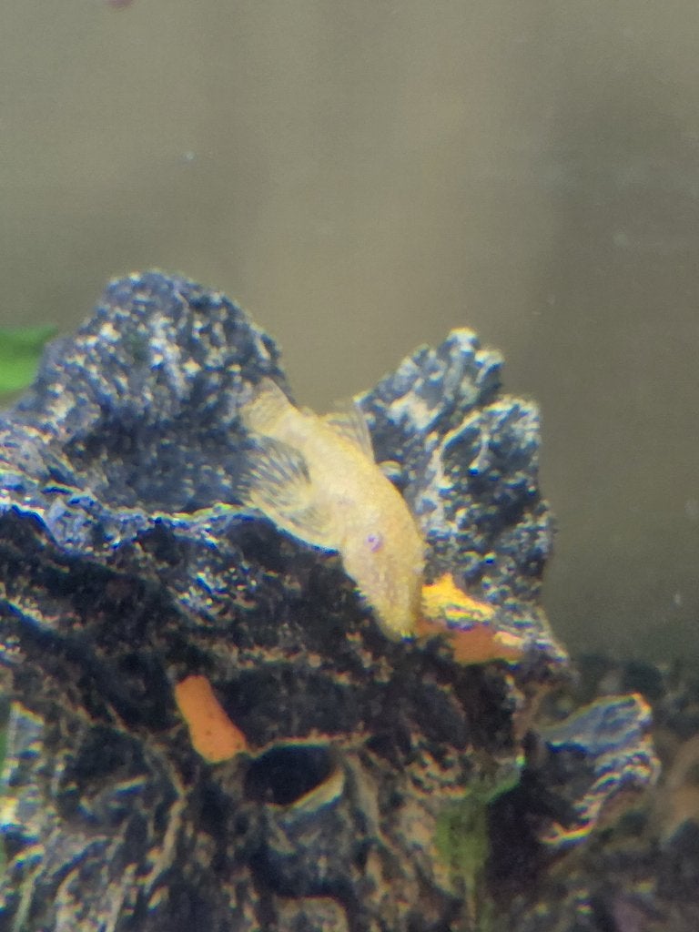 Borstel pleco albino, Vis, Zoetwatervis