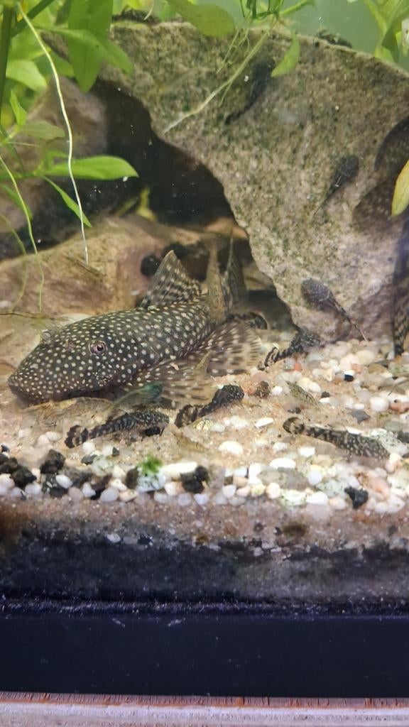 Ancistrus algeneter jonge vissen, Dieren en Toebehoren, Vissen | Aquariumvissen, Vis