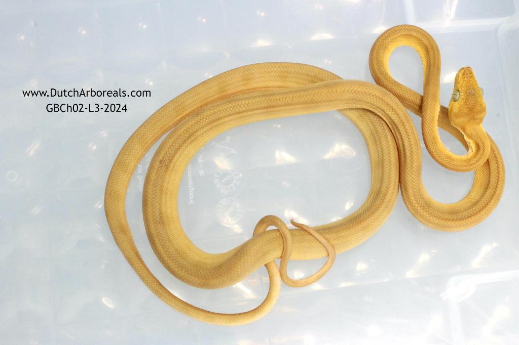 Corallus hortulanus (Koppel) Green Tree Python - unknown for sale from Glenn B