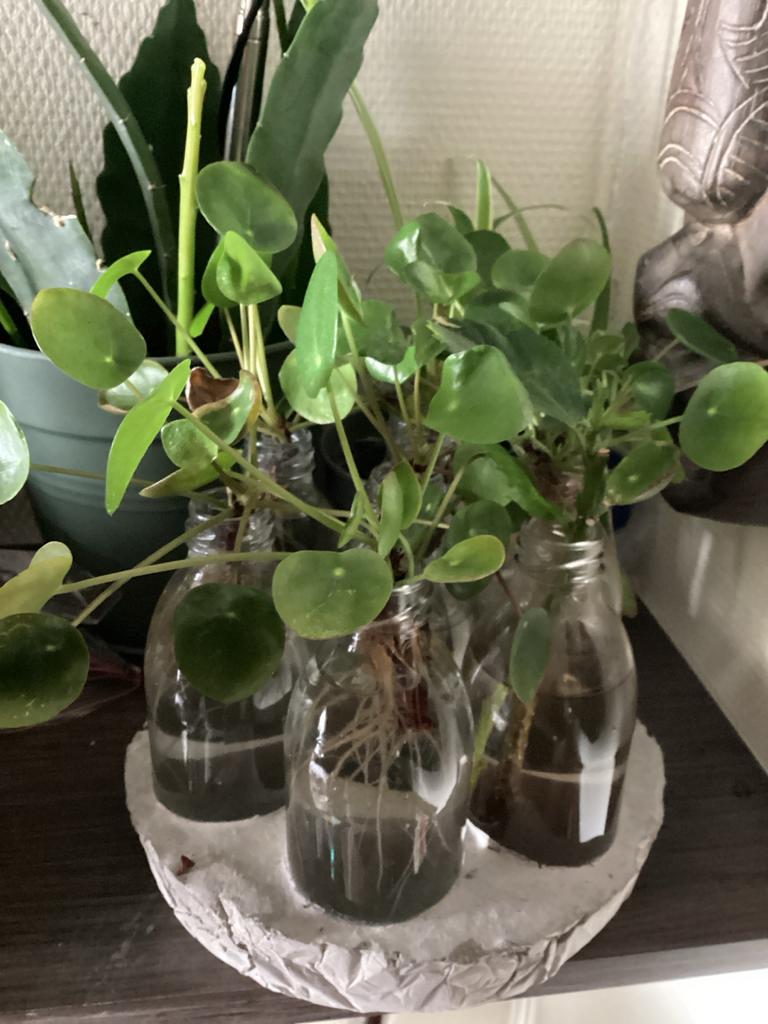 Pilea (pannenkoekplant) gewortelde stekken, Overige soorten, Vaste plant, Ophalen of Verzenden, Bloeit niet