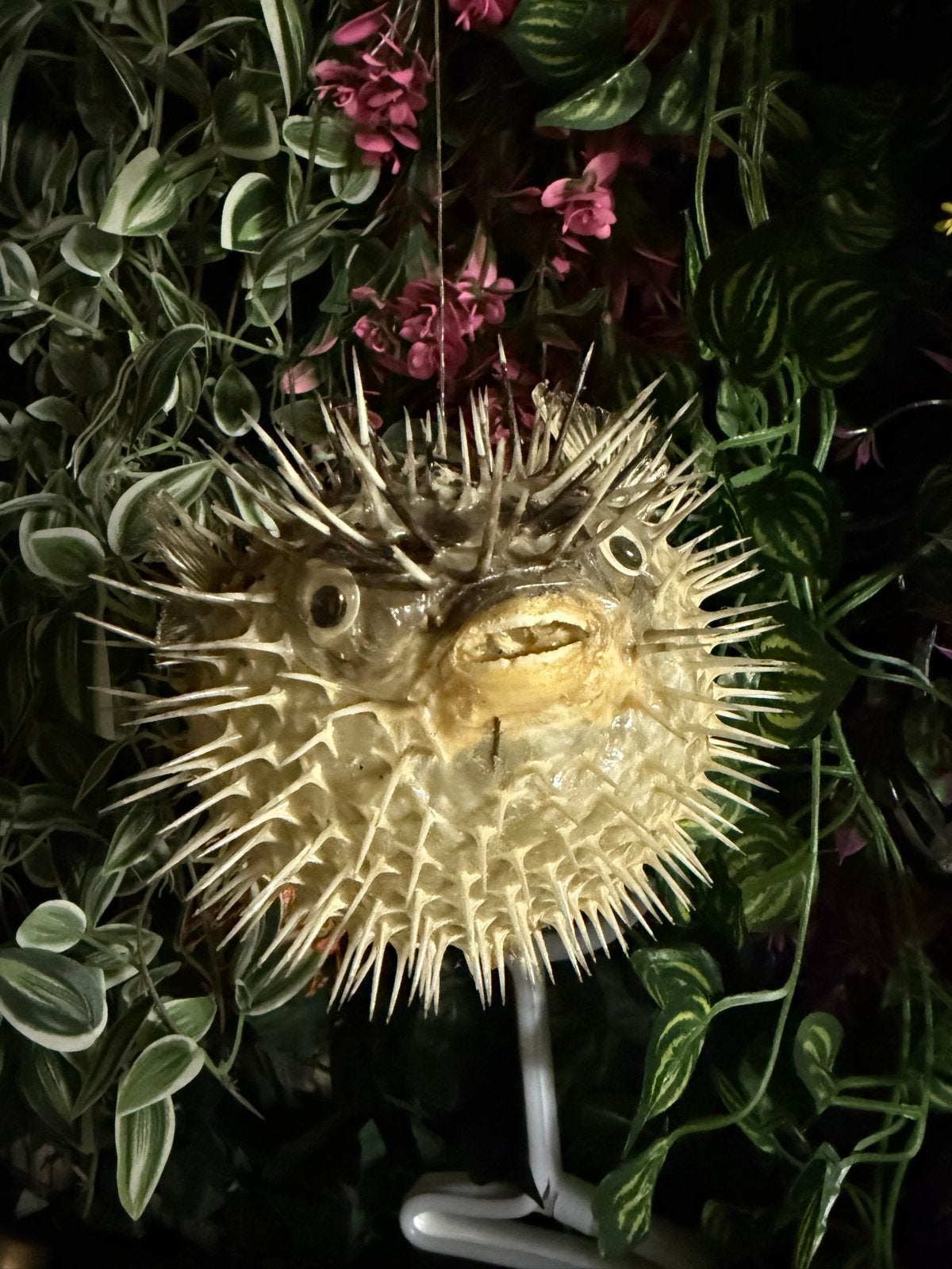 Opgezette Kogelvis - Unieke Decoratie, Ophalen of Verzenden