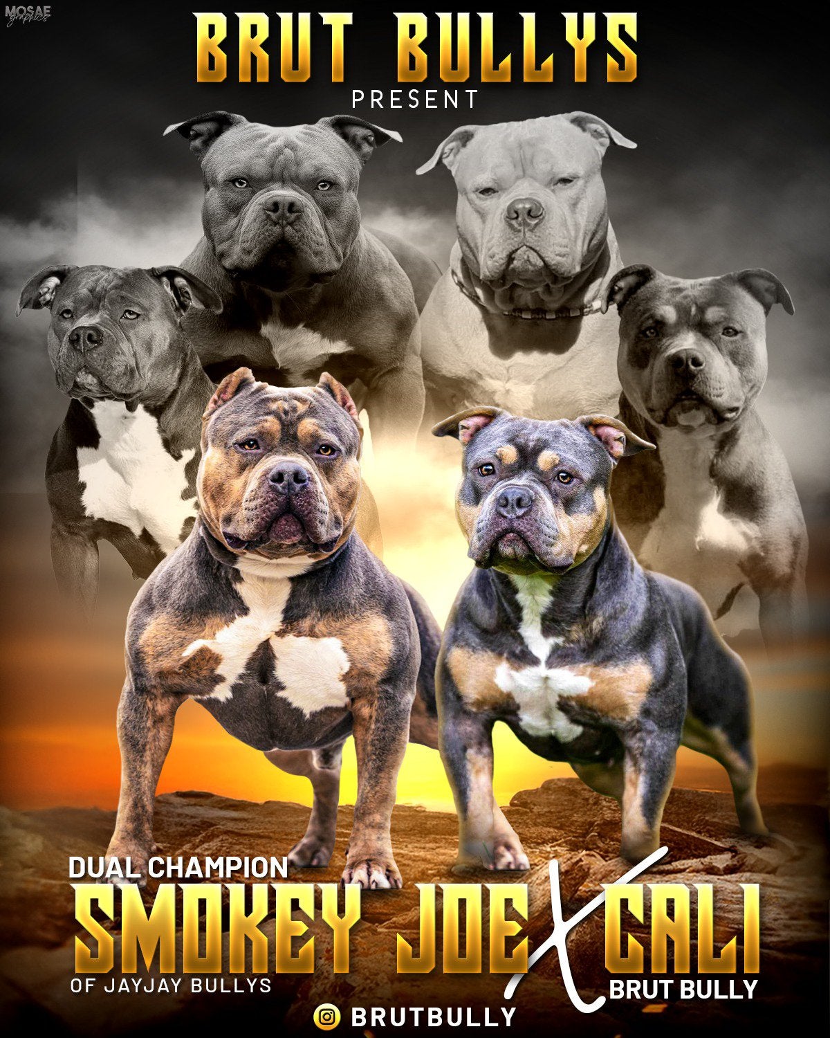 BrutBully American Bully Pups aankondiging, Parvo, Nederland, 8 tot 15 weken, Bulldog