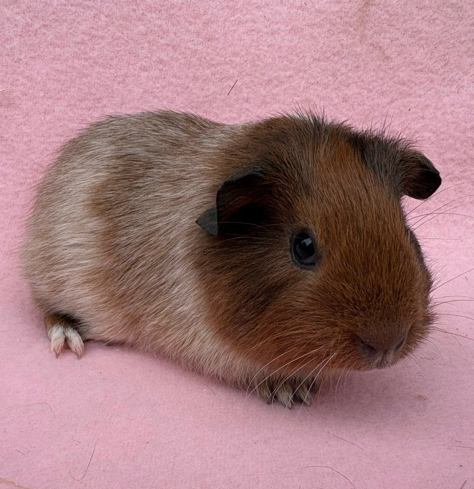Cavias, Oktober, Meerdere dieren, Cavia