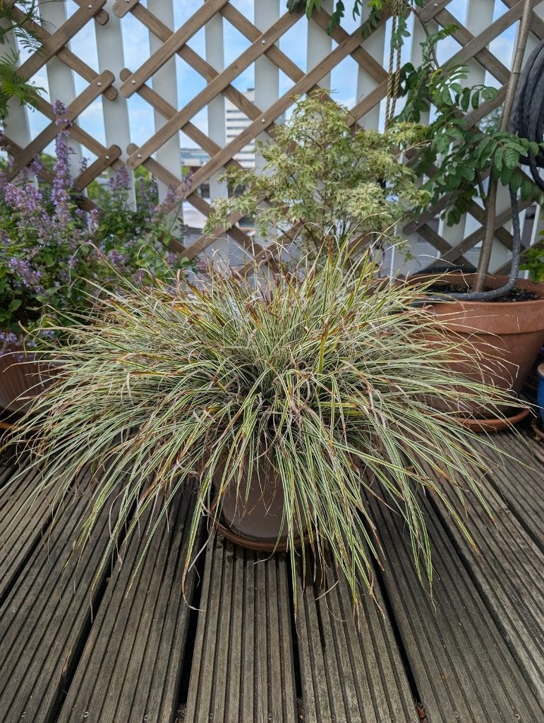 Ornamental Grass Plant, Tuin en Terras, Planten | Tuinplanten, Ophalen, Bloeit niet, Siergrassen, Halfschaduw