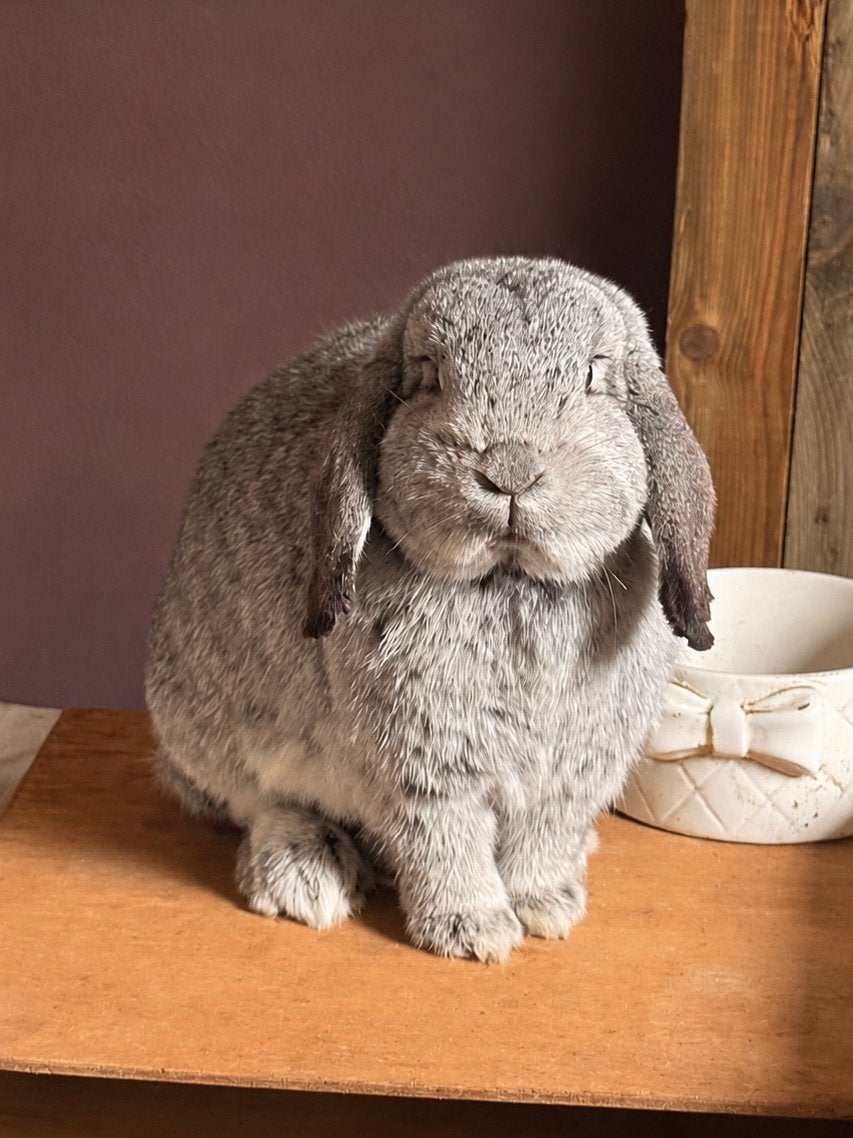 Nederlandse hangoor dwerg, Dieren en Toebehoren, Konijnen, Vrouwelijk, Dwerg, Hangoor