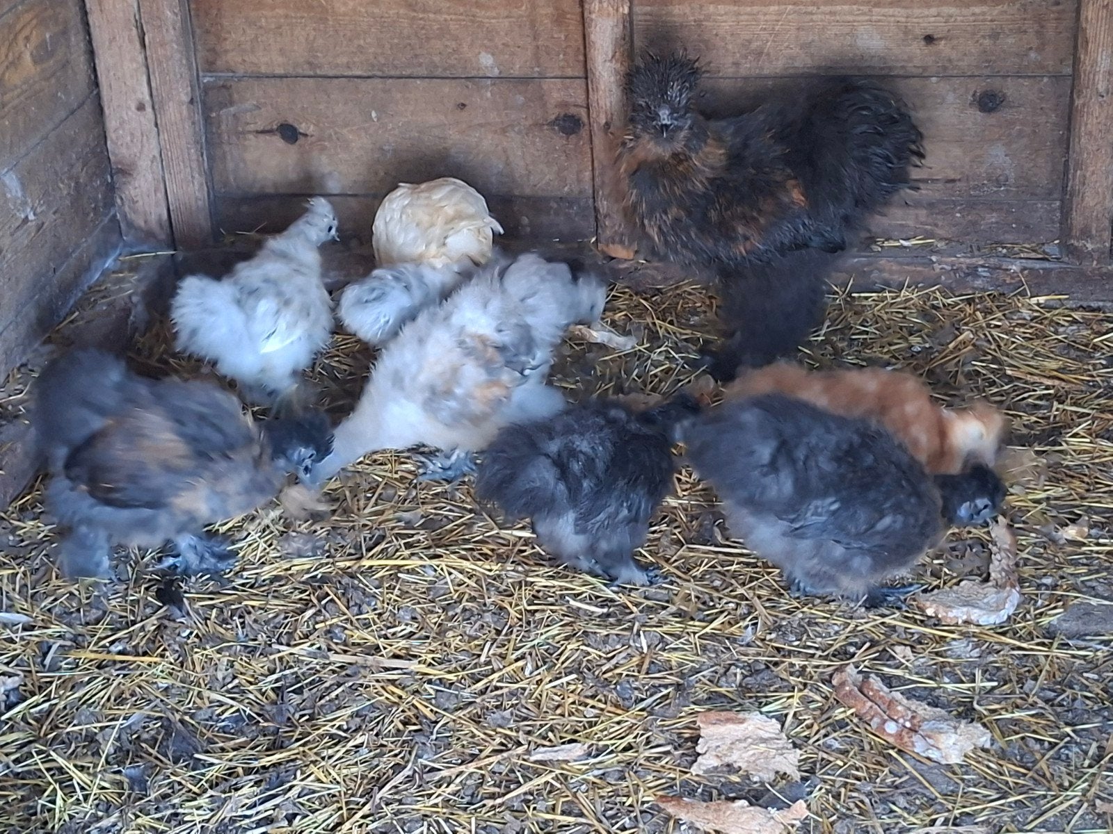 zijde hoenders, Dieren en Toebehoren, Geslacht onbekend, Kip