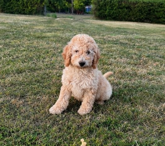Labradoodle reu, Parvo, 8 tot 15 weken, Eén hond, Nederland