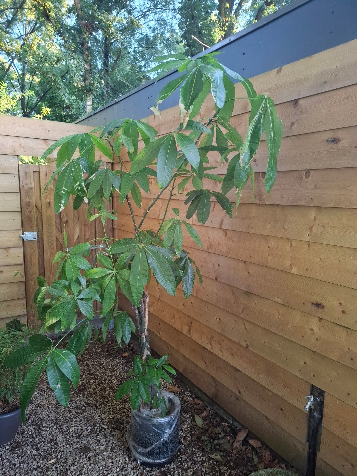 Geldboom (Pachira Aquatica) - Gevlochten stam, Huis en Inrichting, Ophalen, Halfschaduw, 200 cm of meer