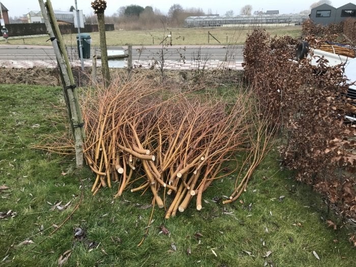 Gezocht: (Gratis) verse wilgentakken voor mijn vogels, Tuin en Terras, Planten | Bomen, Ophalen, Volle zon, Overige soorten, Minder dan 100 cm