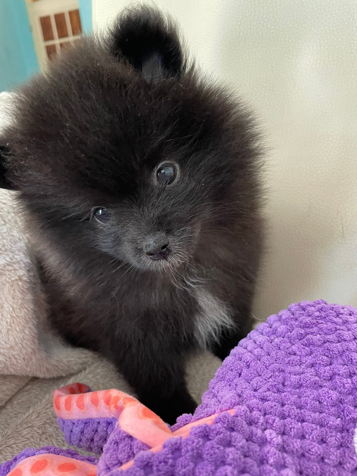 5 Prachtige pomeriaan/dwergkees pups.️(mogen verhuizen)🩵🩷, Overige rassen, 8 tot 15 weken, Parvo, Meerdere