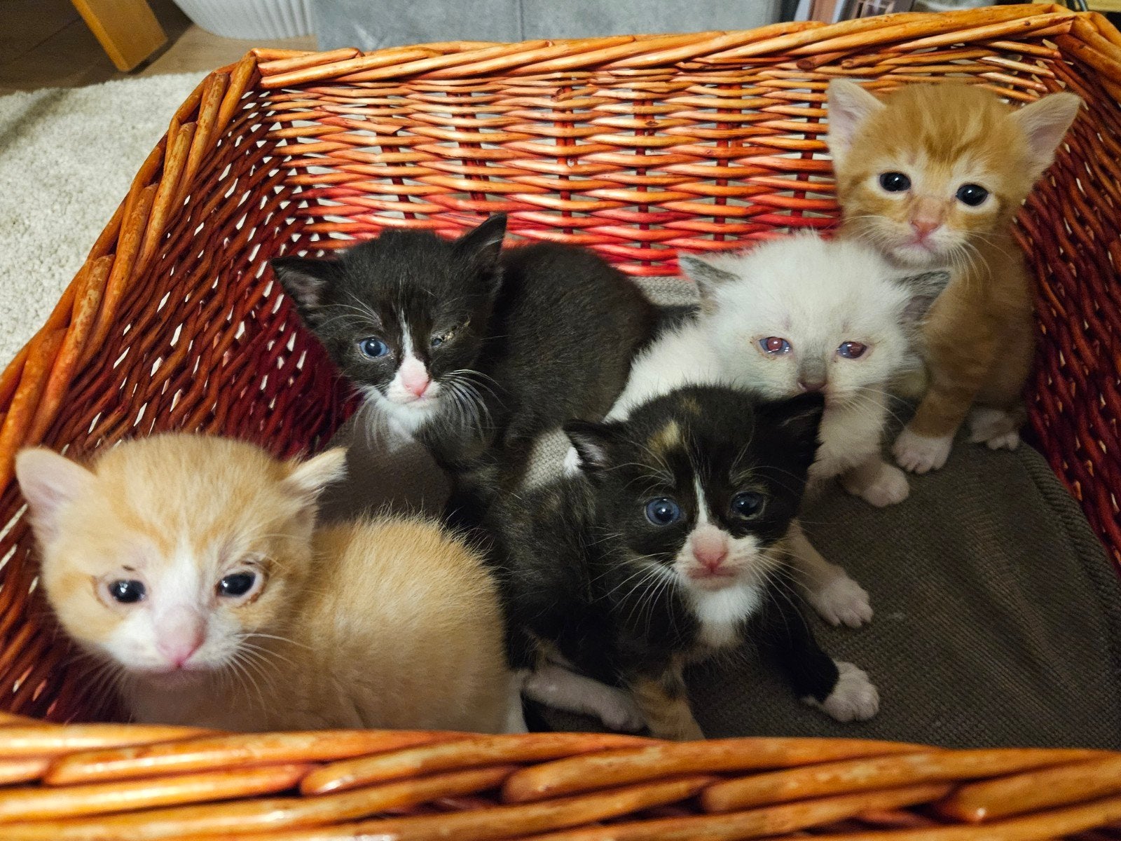 Lieve, sociale kittens zoeken een fijn huisje!, Meerdere dieren, 0 tot 2 jaar