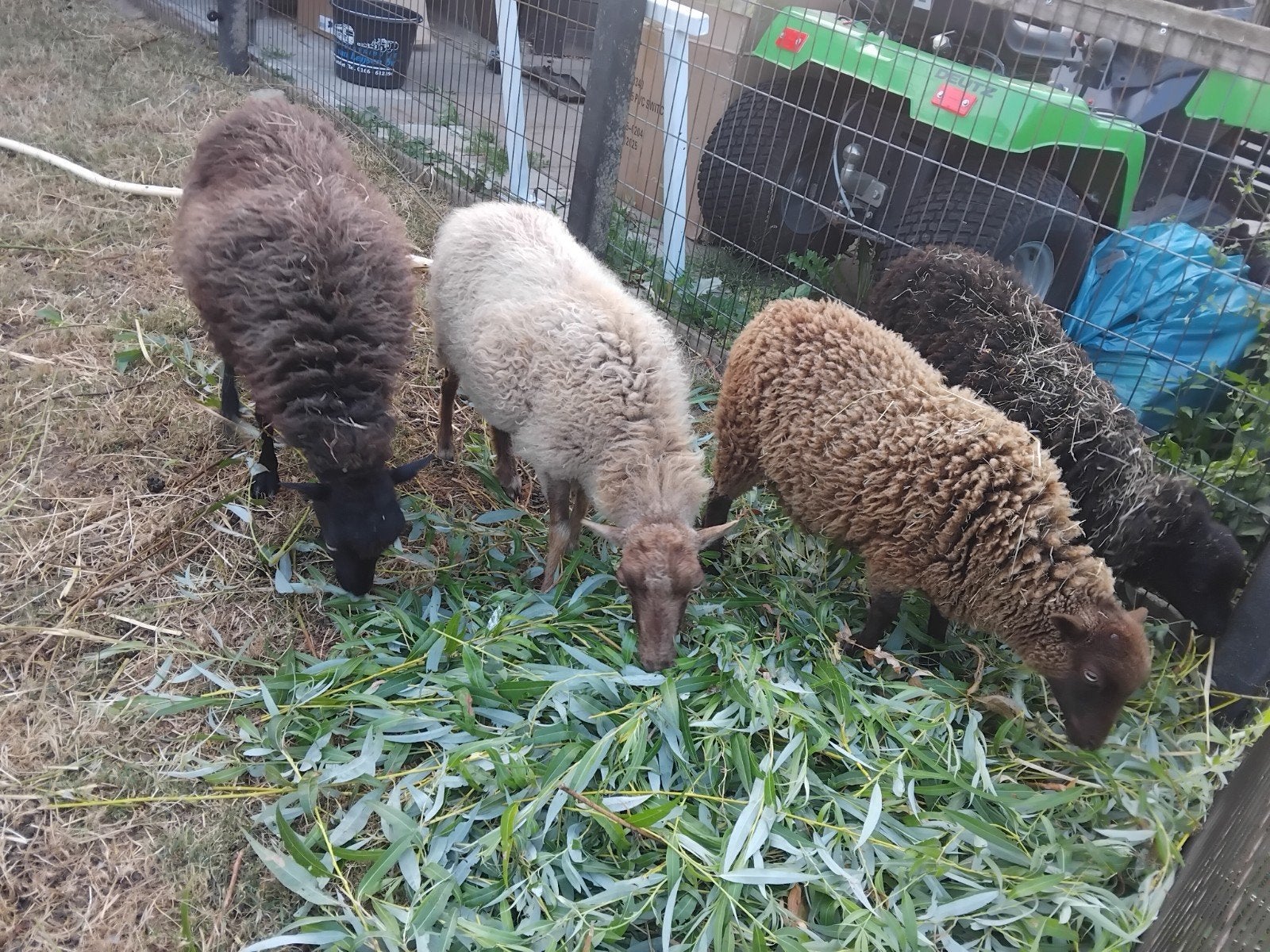 schapen quasantjes lammetjes, Vrouwelijk, Schaap