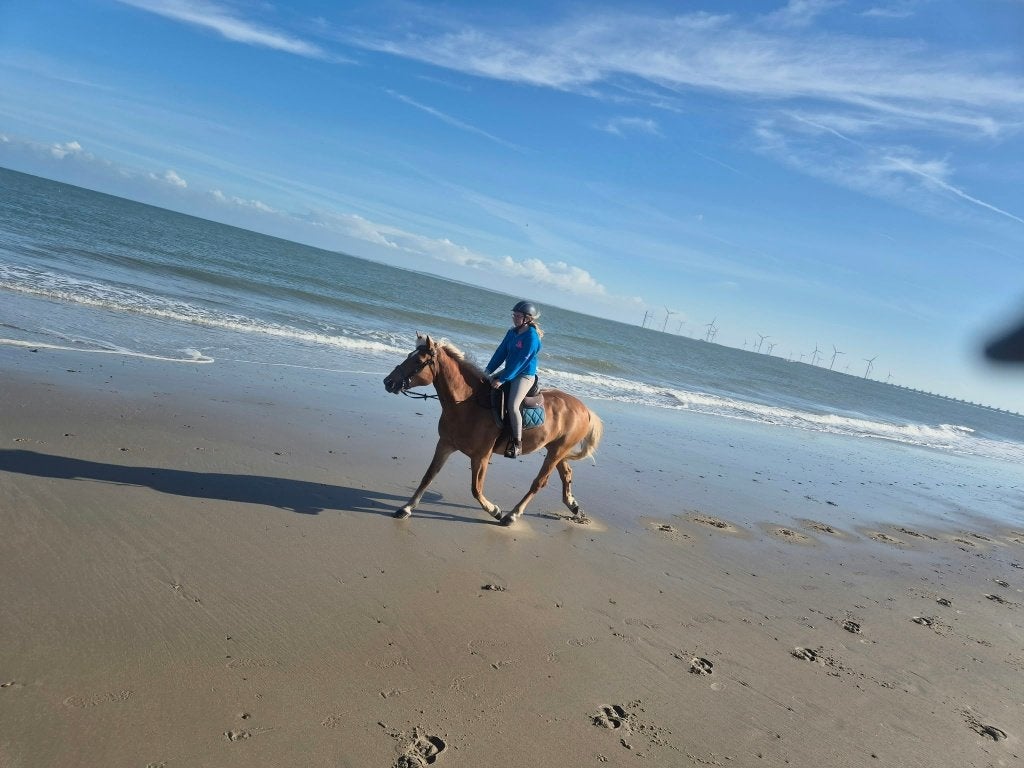 Verzorgpony gezocht, Ophalen of Verzenden, Nieuw, Dressuur