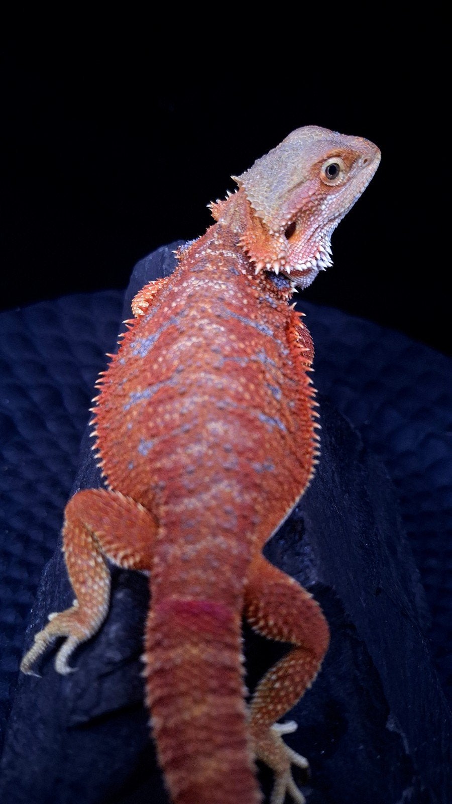 Baardagaam Vrouwen Red Hypo Blue Bar

Red Hypo
Re Bearded Dragon photo 4