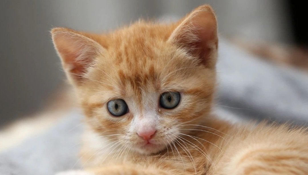 Ik zoek een kitten (moet gratis zijn), Ophalen of Verzenden