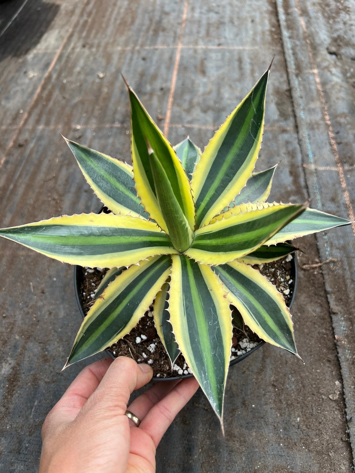 Agave  Lophanta Quadricolor pot17cm, Ophalen of Verzenden, Bloeit niet, Overige soorten, Volle zon