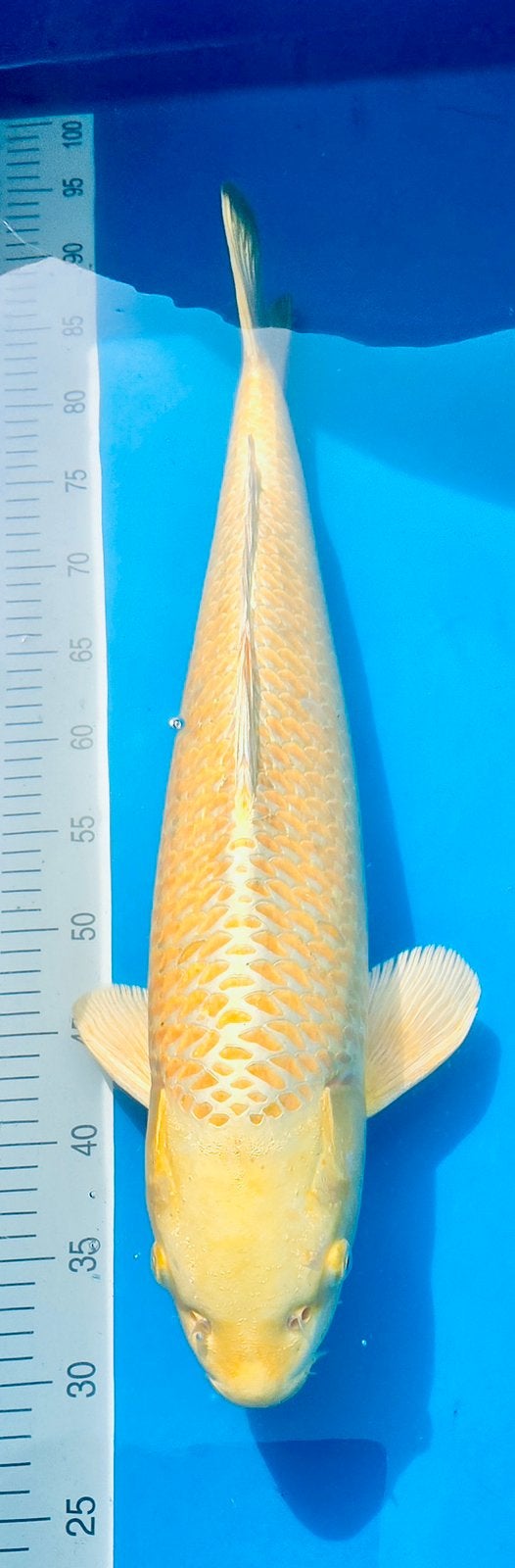 Japanse koi,  HQ Yamabuki Maruhiro, Karper of Koi