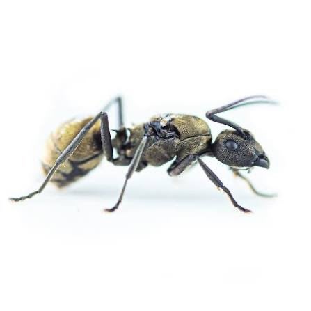 Polyrhachis dives 1 koningin + 10 werksters weaver ants, Dieren en Toebehoren, Insecten en Spinnen, Mieren