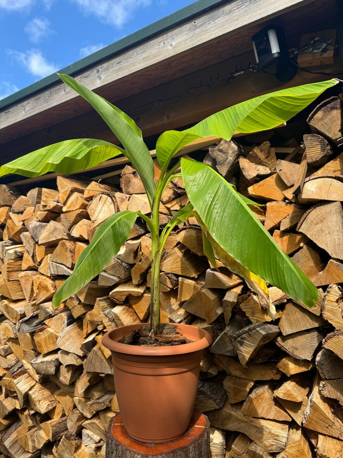 Musa basjoo bananenplant - 70 cm hoog, Ophalen, Volle zon, Vaste plant, Zomer