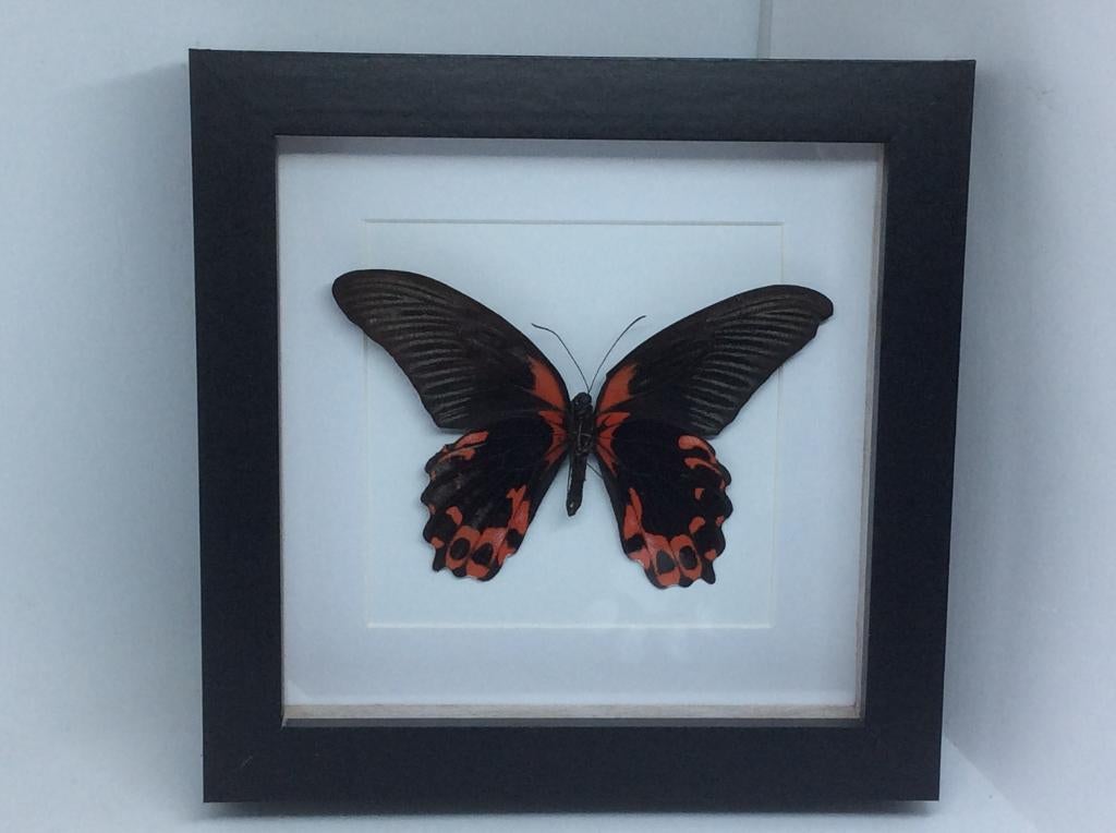 Papilio Rumanzovia, Ophalen of Verzenden, Nieuw, Insect, Opgezet dier