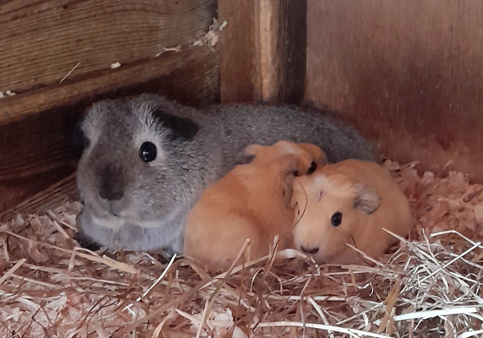 2 schattige,jonge cavia's, te reserveren,california,vervoer, Dieren en Toebehoren, Cavia, Mannelijk, Tam, September