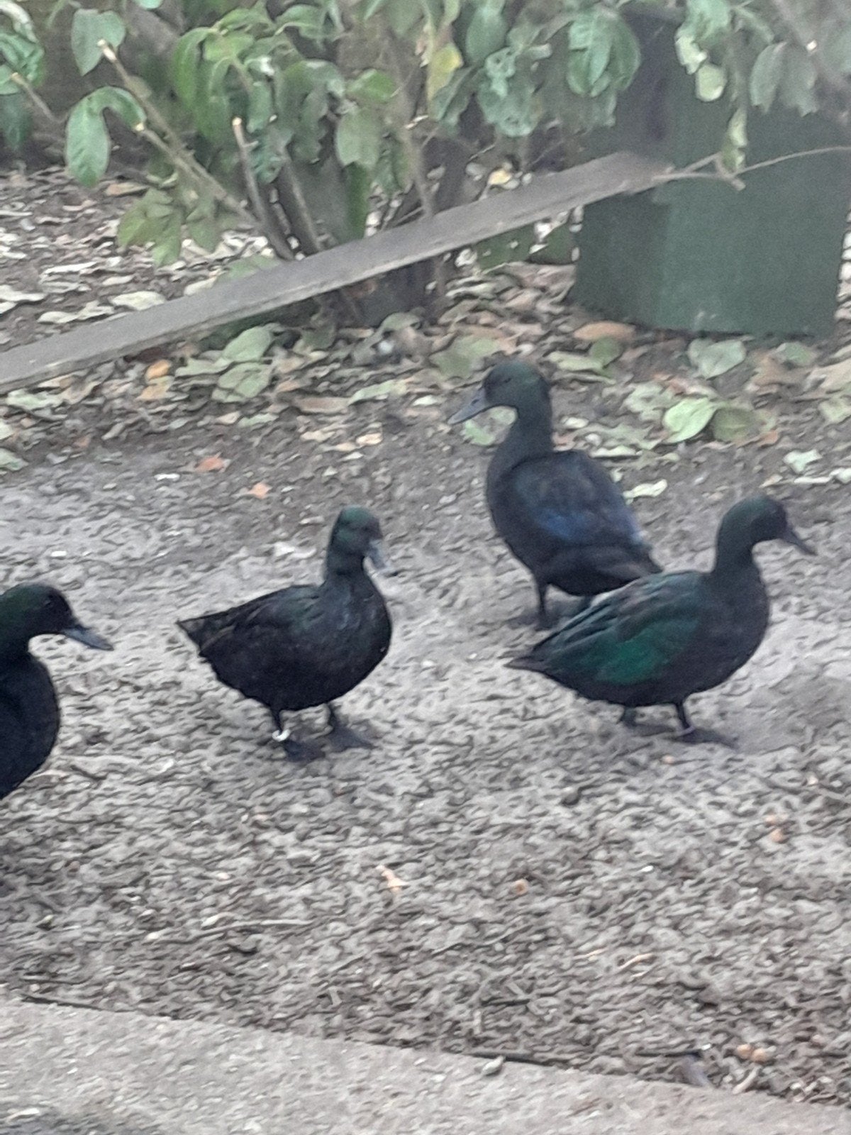 Smaragd eenden, Dieren en Toebehoren, Pluimvee, Meerdere dieren, Eend