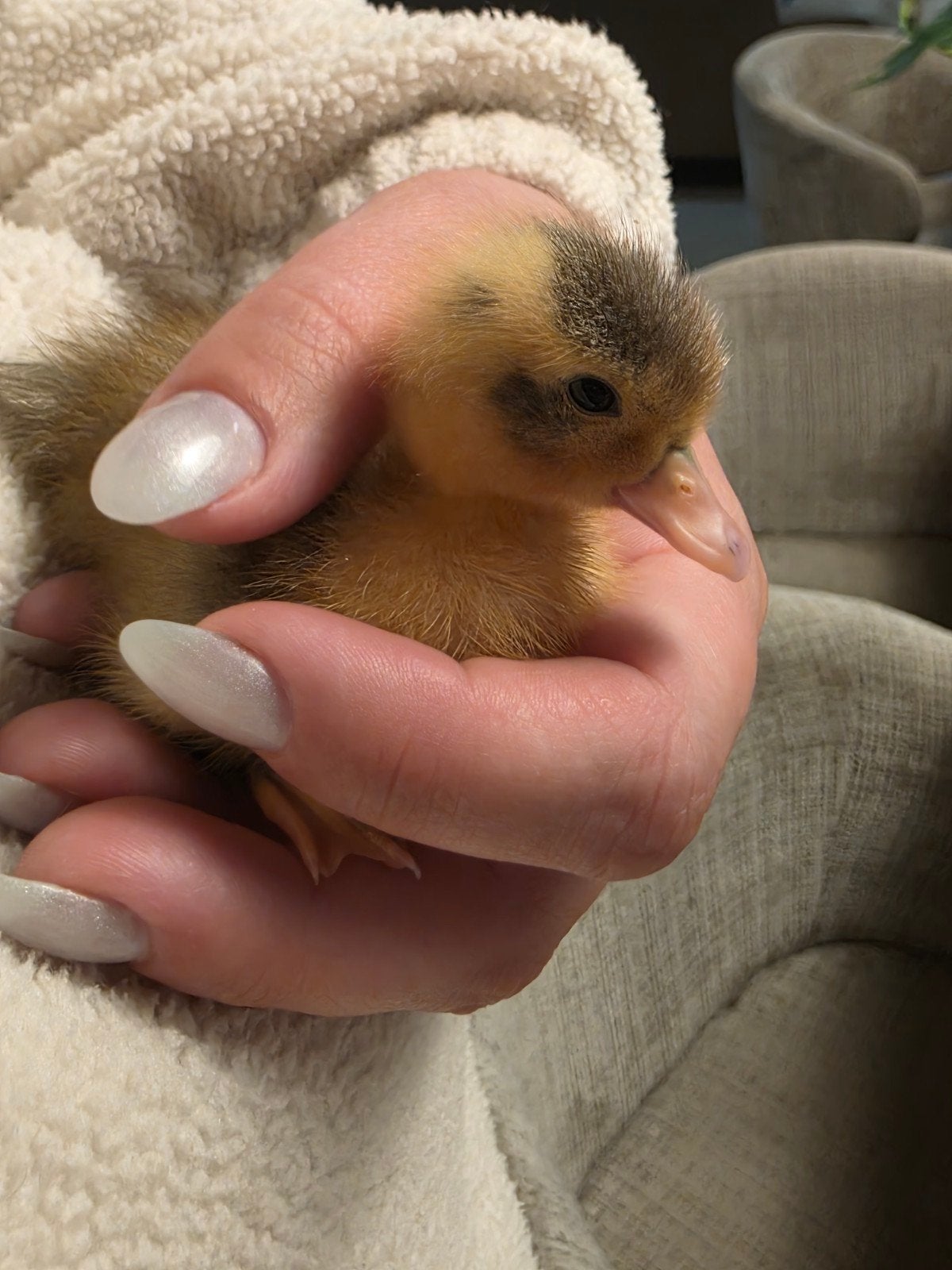 Jonge kwakertjes, Dieren en Toebehoren, Pluimvee, Geslacht onbekend, Kip