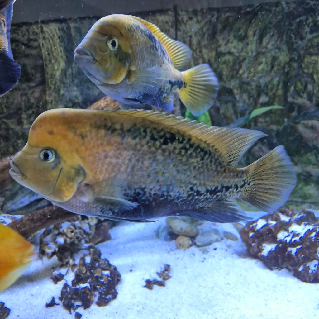 Vieja (melanura?) Bewezen koppel, Dieren en Toebehoren, Vissen | Aquariumvissen, Vis