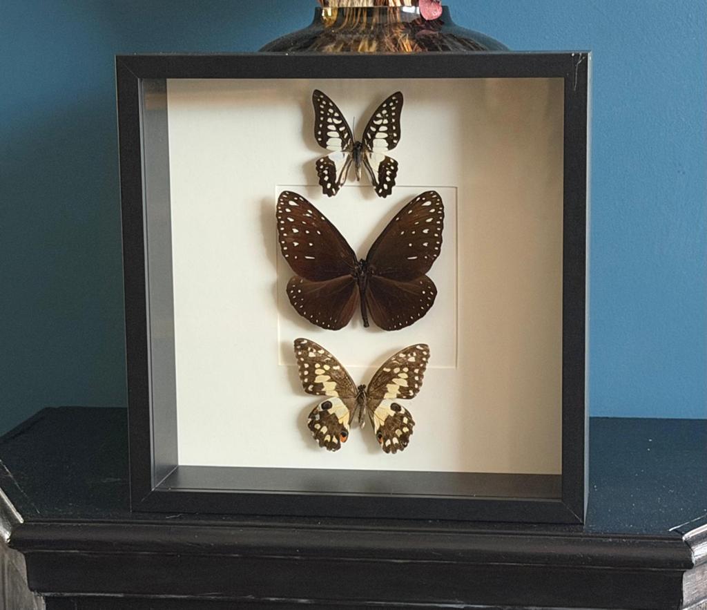 Geprepareerde vlinders in een 3d lijst., Ophalen of Verzenden, Insect, Opgezet dier