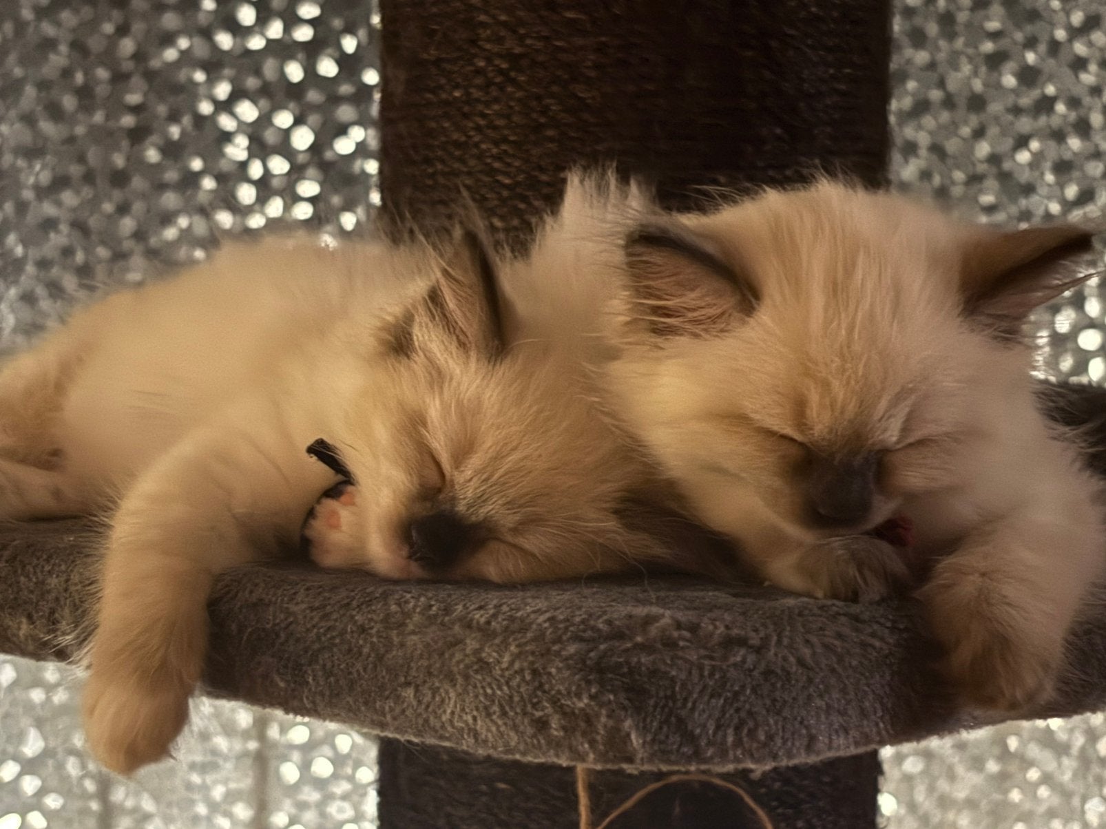 Ragdoll katertjes zoeken een “Forever Home”🏠, Meerdere dieren, Gechipt, 0 tot 2 jaar