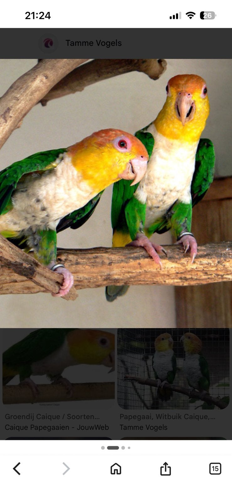 Gezocht caique !, Vrouwelijk, Papegaai, Geringd