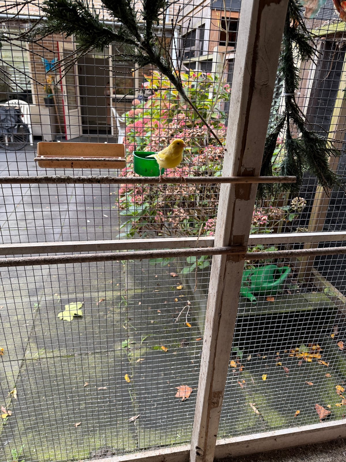 Zangvogels te koop waterslager+timbrado, Meerdere dieren, Kleurkanarie