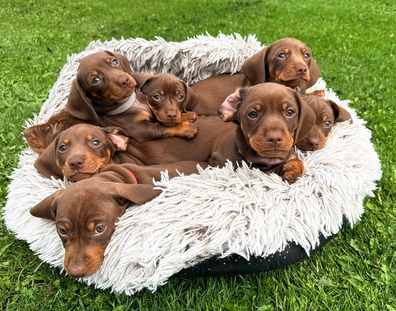 2 lieve choco tan pups zoeken een eigen thuis💛🤎🥺🐾, Dieren en Toebehoren, Honden | Teckels en Dashonden, 8 tot 15 weken, Korthaar