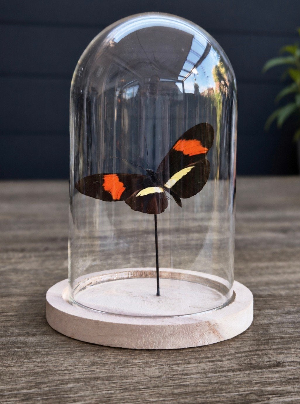 heliconius melpomene, opgezette vlinder, stolp, Ophalen of Verzenden, Nieuw, Insect, Opgezet dier