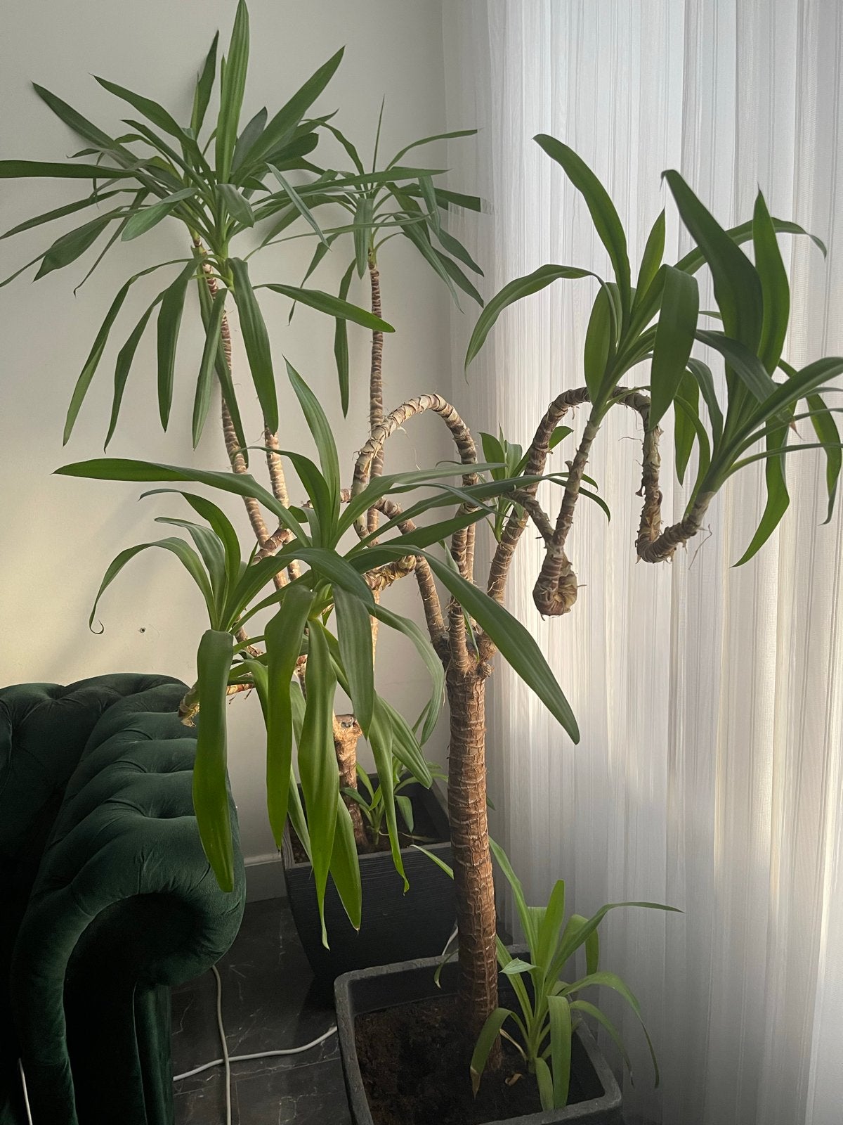 Grote Yucca planten in pot - Twee stuks, Ophalen, Halfschaduw, In pot, Yucca