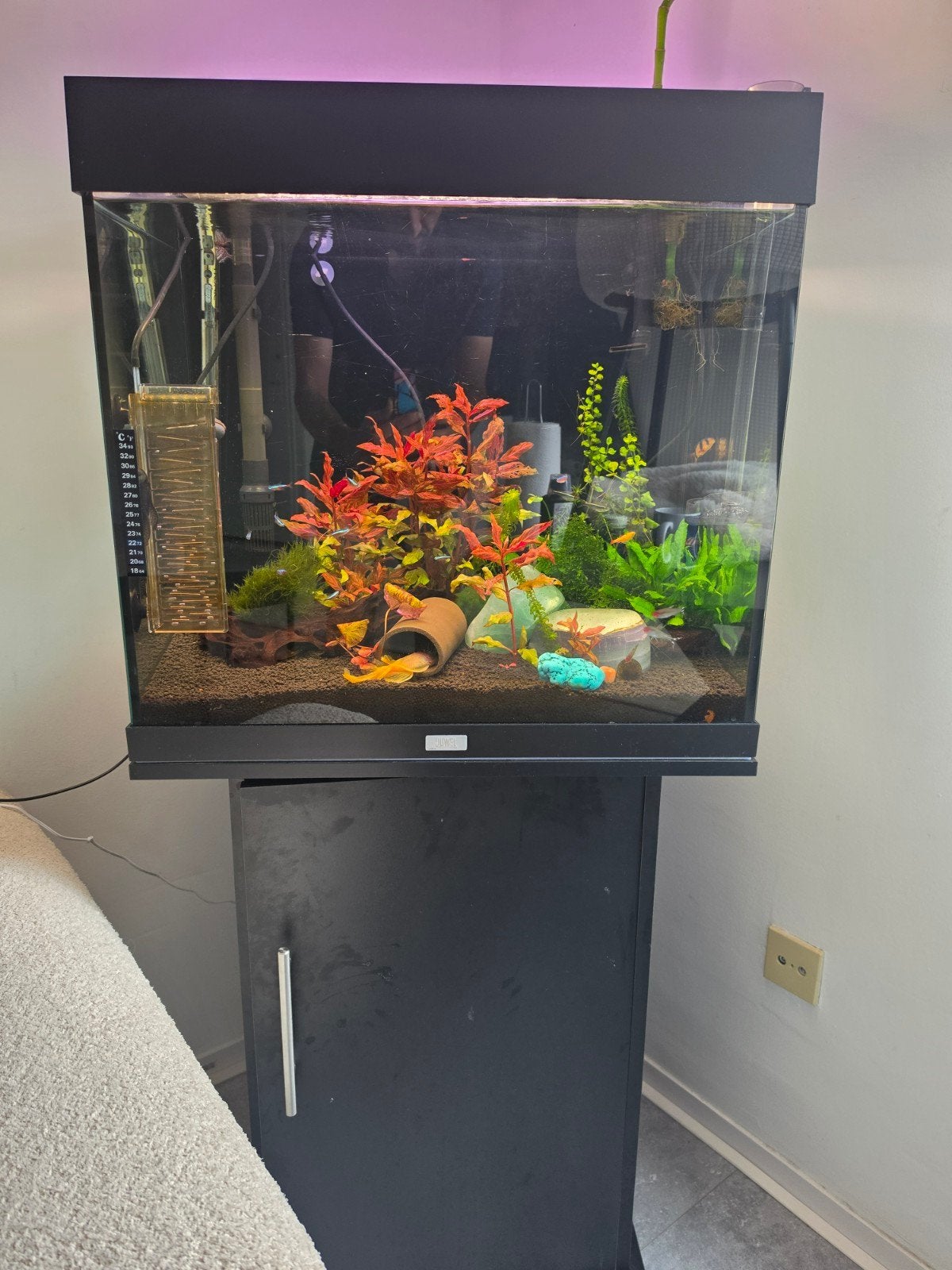 Juwel aquarium 60 x 51 x 40 cm (ongeveer 122 liter) in nette, Dieren en Toebehoren, Vissen | Aquariumvissen, Vis, Zoetwatervis