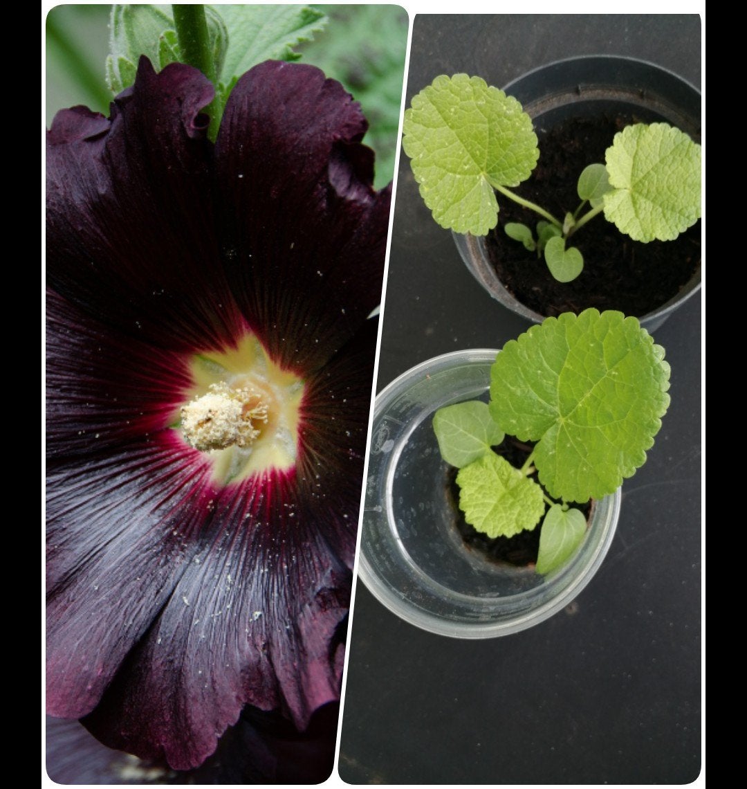 Gratis Zwarte Stokroos (Alcea rosea 'Nigra') -, Ophalen, Voorjaar, Volle zon, Zaad