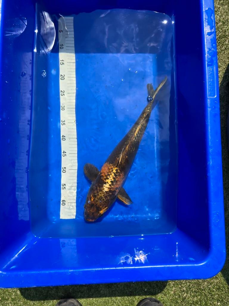 3 x Kois te koop, Dieren en Toebehoren, Vissen | Vijvervissen, Karper of Koi