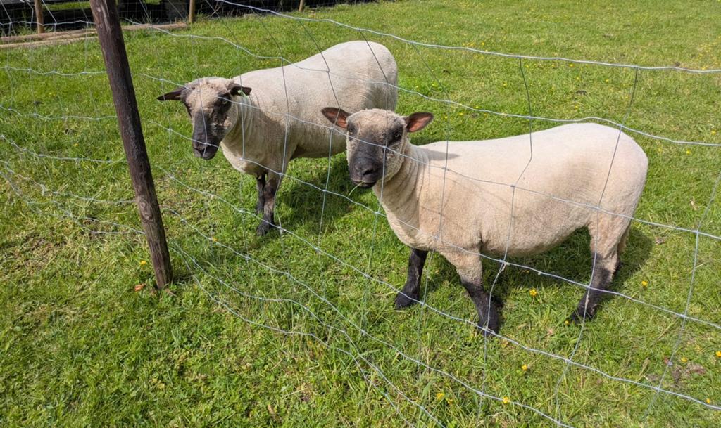 2 Shropshire ooien, Dieren en Toebehoren, Schapen, Geiten en Varkens, Vrouwelijk, Schaap