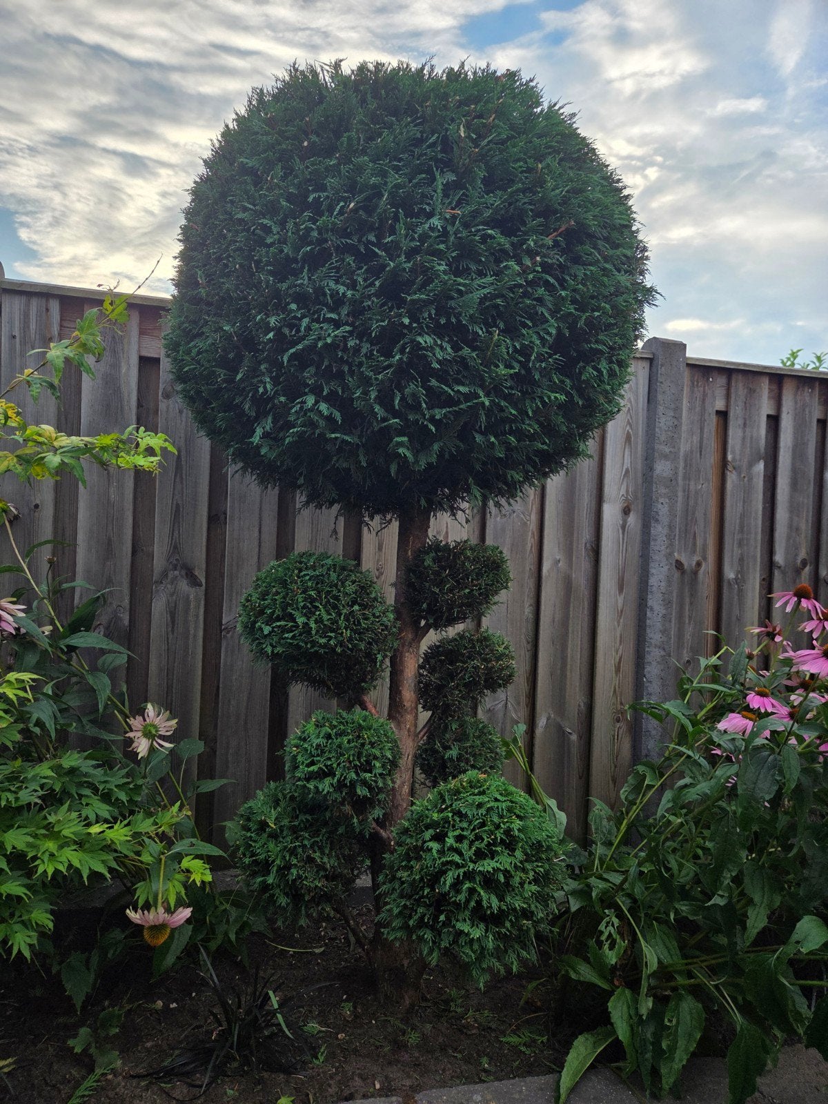 Vormsnoei Conifeer Bonsai Sierboom Sierconifeer Bolconifeer, Tuin en Terras, Planten | Bomen, Bloeit niet, Halfschaduw, 100 tot 250 cm