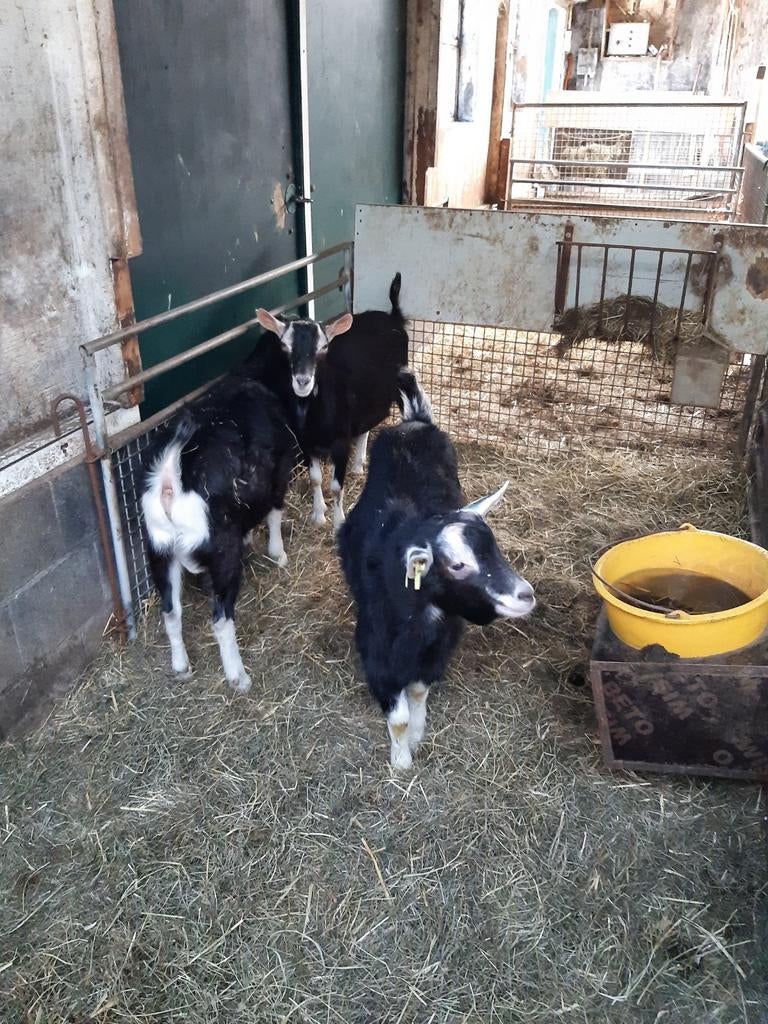 Prachtige zwarte toggenburger bokken!, Dieren en Toebehoren, Schapen, Geiten en Varkens, Mannelijk, Geit, 0 tot 2 jaar