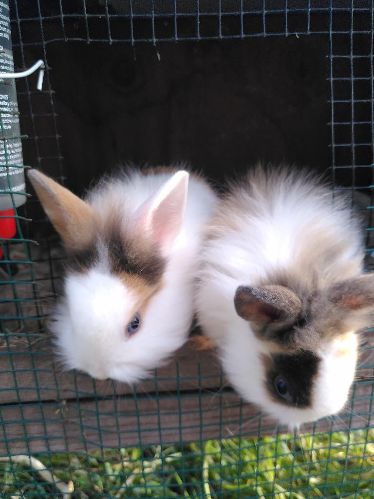 Lieve konijntjes leeuwenkop, Meerdere dieren, Dwerg, 0 tot 2 jaar
