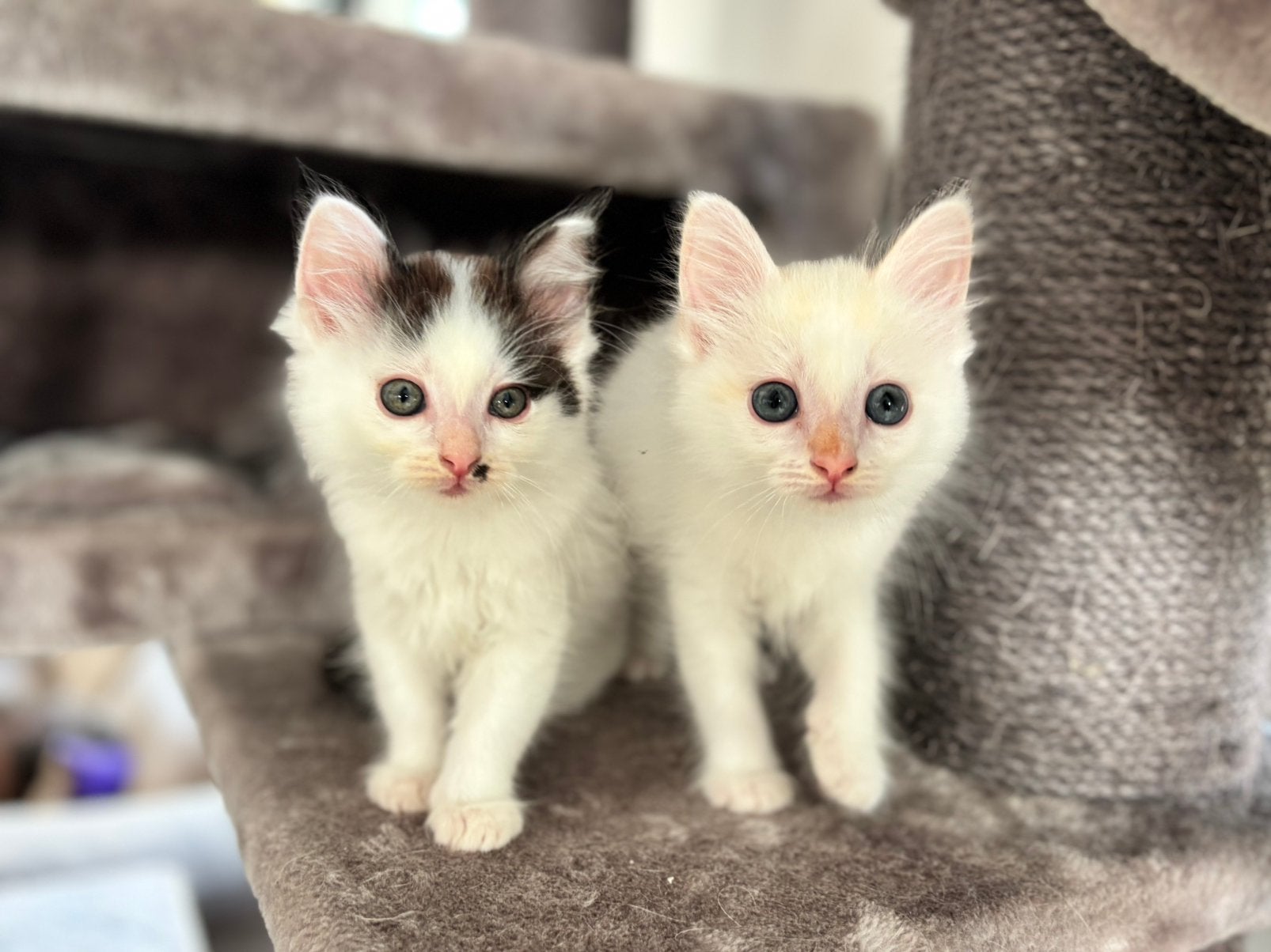 Ragdoll kittens (nog 2 beschikbaar )