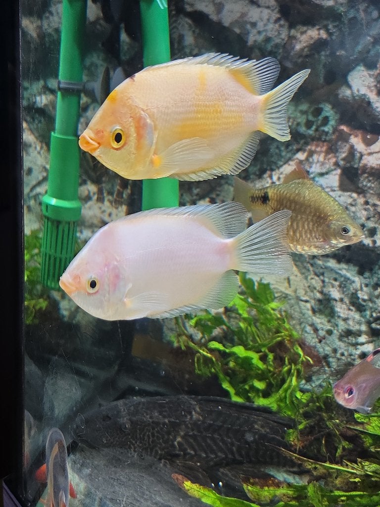 2x Kissing Gourami / Zoenende Gourami goud & wit, Vis, Zoetwatervis