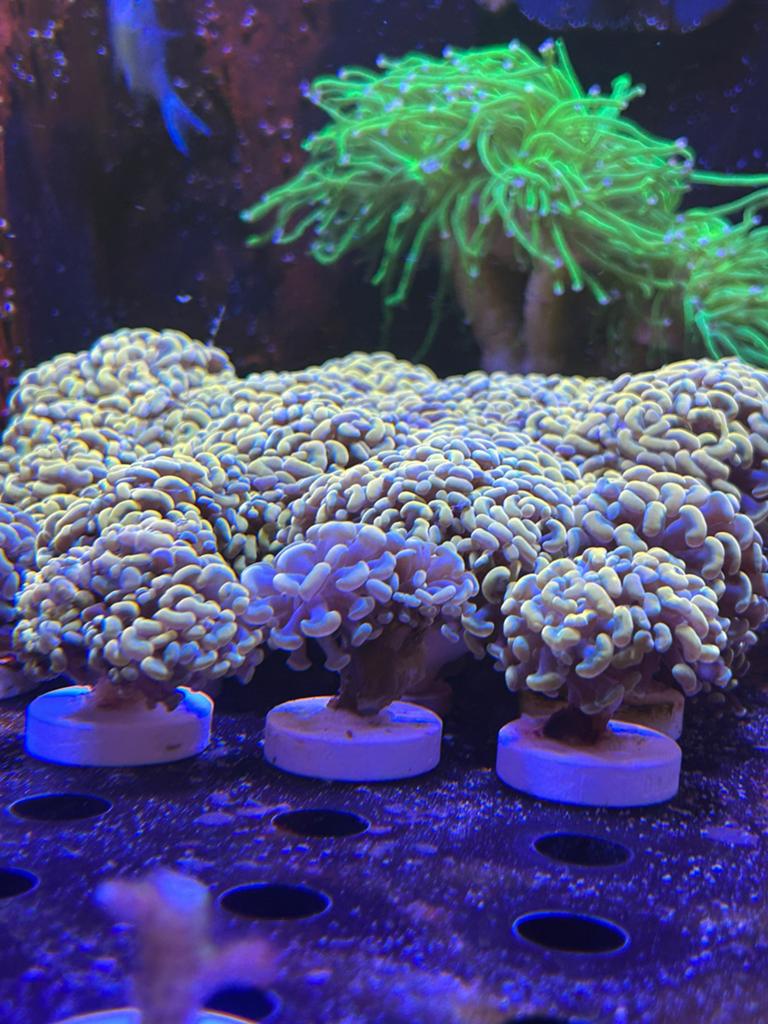 Gouden euphyllia parancora hamer stekken, Ophalen of Verzenden, Zo goed als nieuw, Gevuld zeewateraquarium