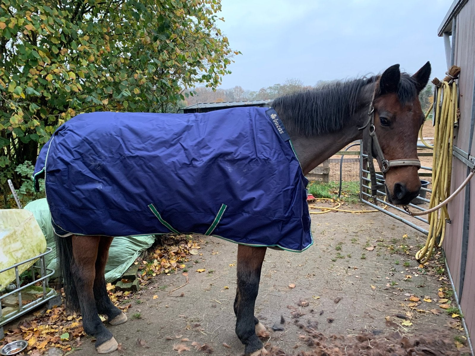 Bucas Smartex Medium Stay-Dry – maat 191, Dieren en Toebehoren, Bucas, Gebruikt, Ophalen of Verzenden, Overige maten