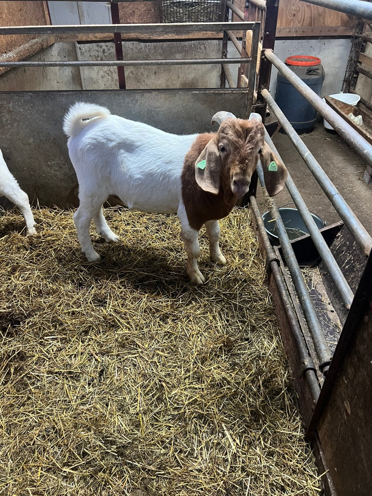 Boerbok dekbok, Dieren en Toebehoren, Mannelijk, Geit, 0 tot 2 jaar