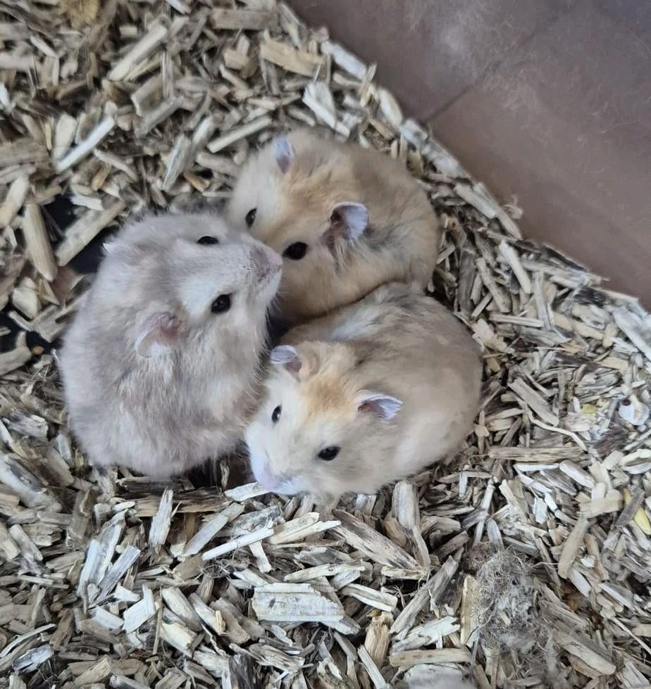 Dwerghamsters voor jong en oud. Kindvriendelijk, Dieren en Toebehoren, Knaagdieren, Hamster, April, Meerdere dieren, Tam