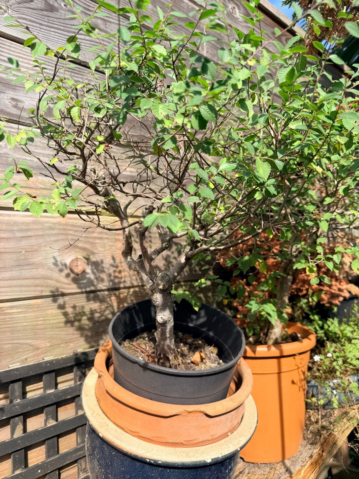 Bonsai planten - diverse soorten, Volle zon, Vaste plant, Bloeit niet, Ophalen